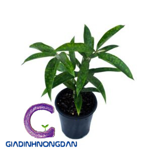 Chậu Cây Trúc Nhật Chậu Cây Trúc Nhật