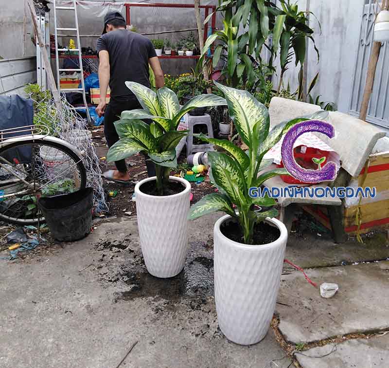 Chậu Cây Vạn Niên Thanh Chậu Cây Vạn Niên Thanh