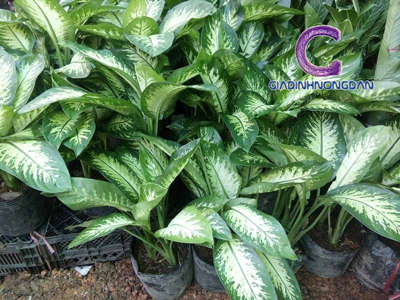 Chậu Cây Vạn Niên Thanh Chậu Cây Vạn Niên Thanh