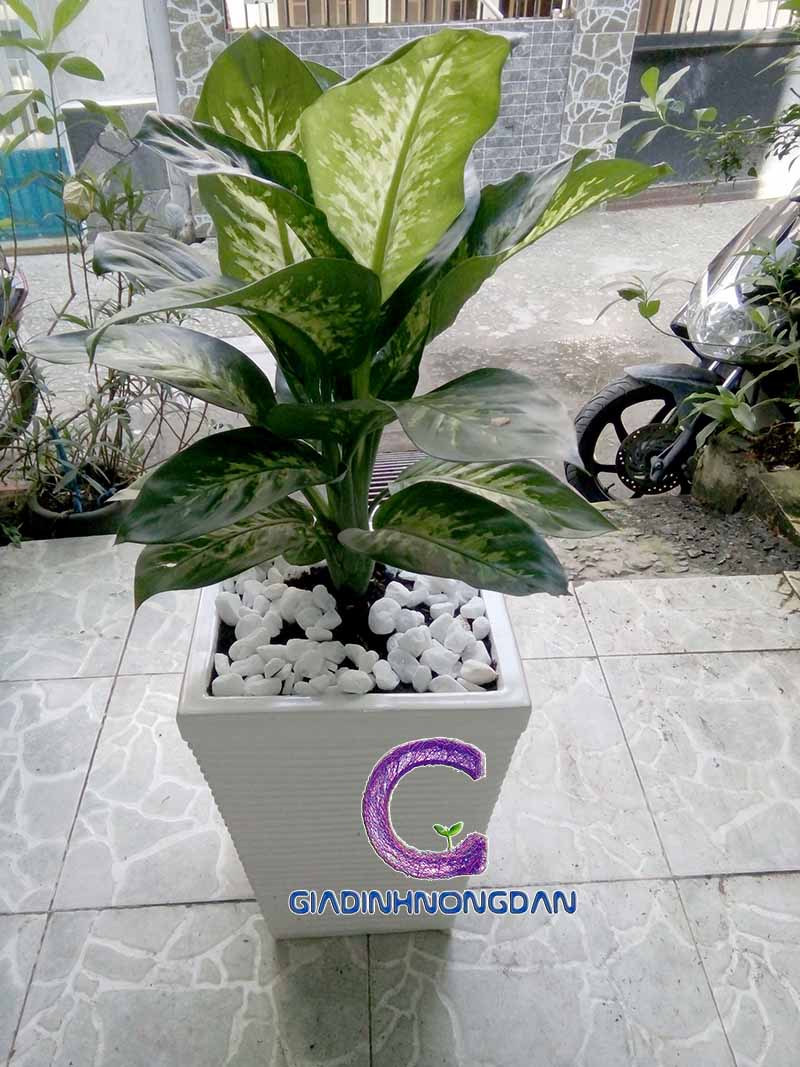 Chậu Cây Vạn Niên Thanh Chậu Cây Vạn Niên Thanh