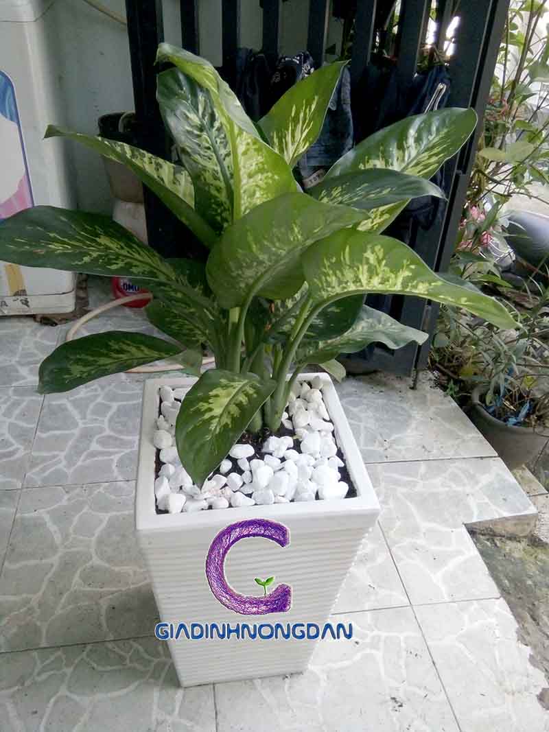 Chậu Cây Vạn Niên Thanh Chậu Cây Vạn Niên Thanh