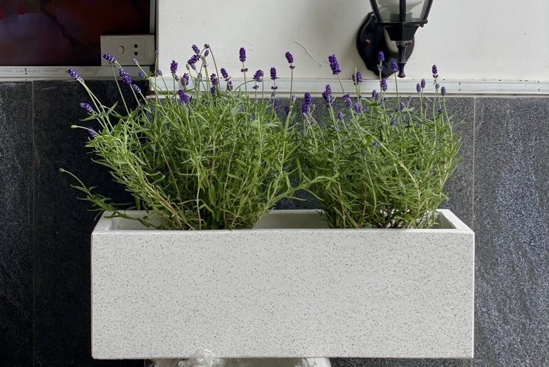 Chậu Đá Mài Hình Chữ Nhật 20cm 60cm Chậu Đá Mài Hình Chữ Nhật 20cm 60cm