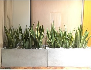 Chậu Đá Mài Hình Chữ Nhật 20cm 60cm Chậu Đá Mài Hình Chữ Nhật 20cm 60cm
