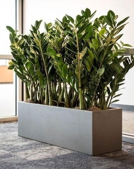 Chậu Trồng Cây Hình Chữ Nhật Dài 1m Chậu Trồng Cây Hình Chữ Nhật Dài 1m