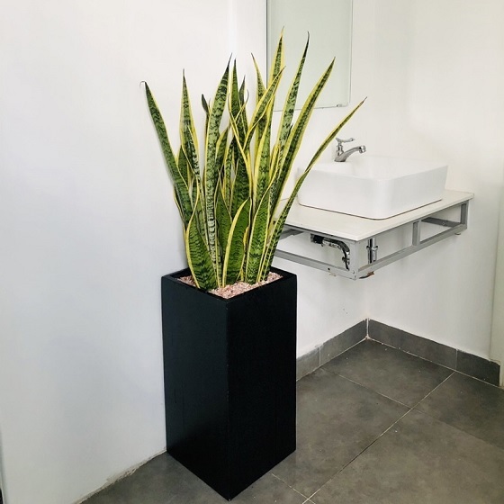 Chậu Đá Mài Trụ Vuông (30X60) Chậu Đá Mài Trụ Vuông (30X60)