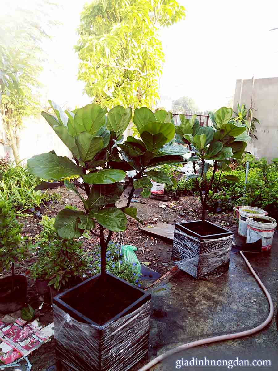 Chậu Đá Mài Hình Vuông Chậu Đá Mài Hình Vuông