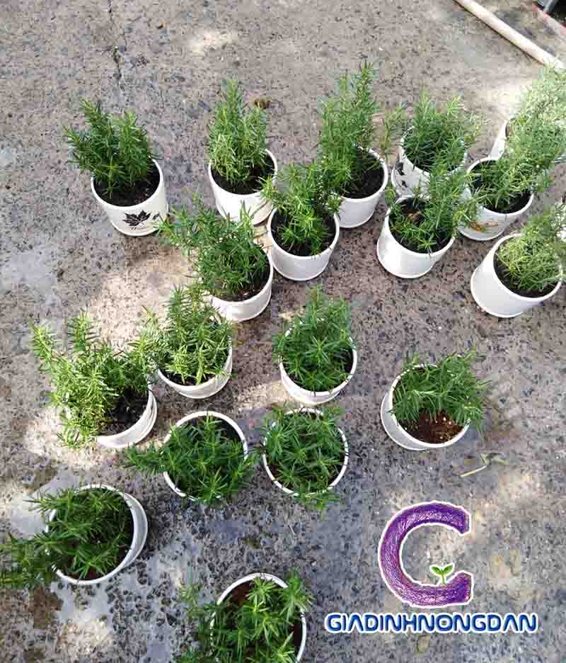 Chậu Cây Hương Thảo Để Bàn