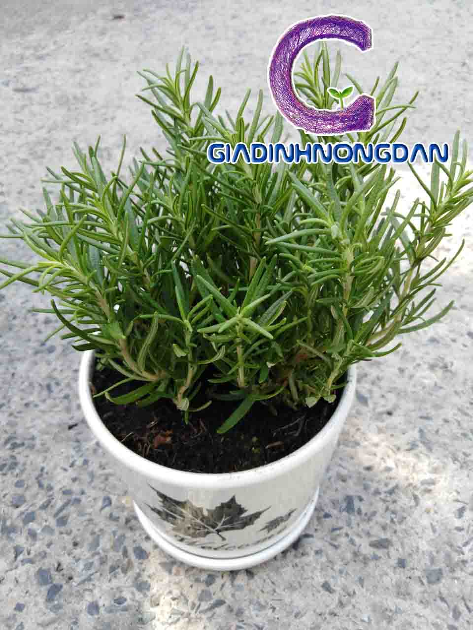 Chậu Cây Hương Thảo Để Bàn