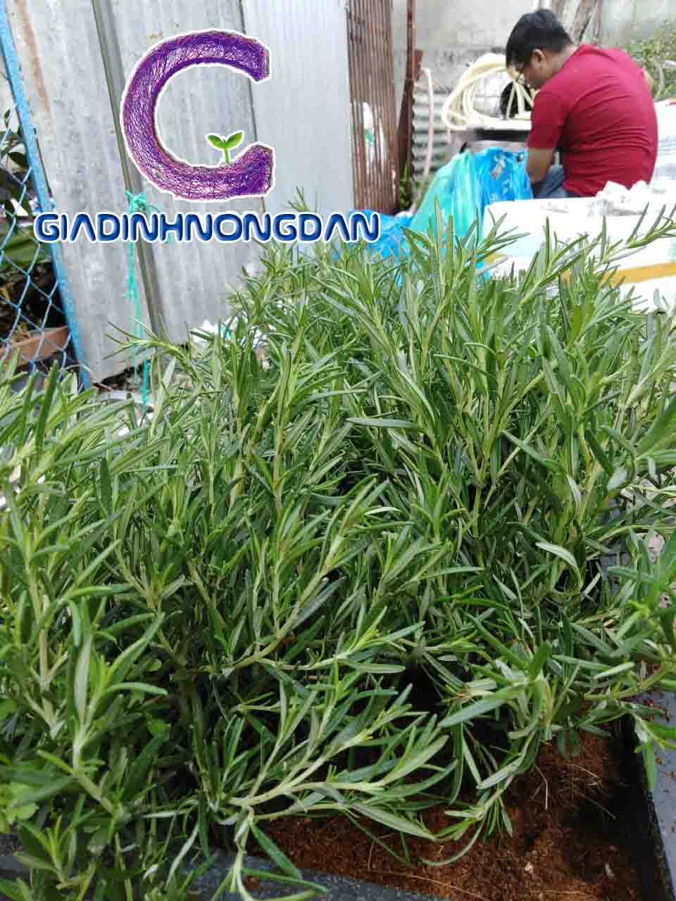Chậu Cây Hương Thảo Để Bàn