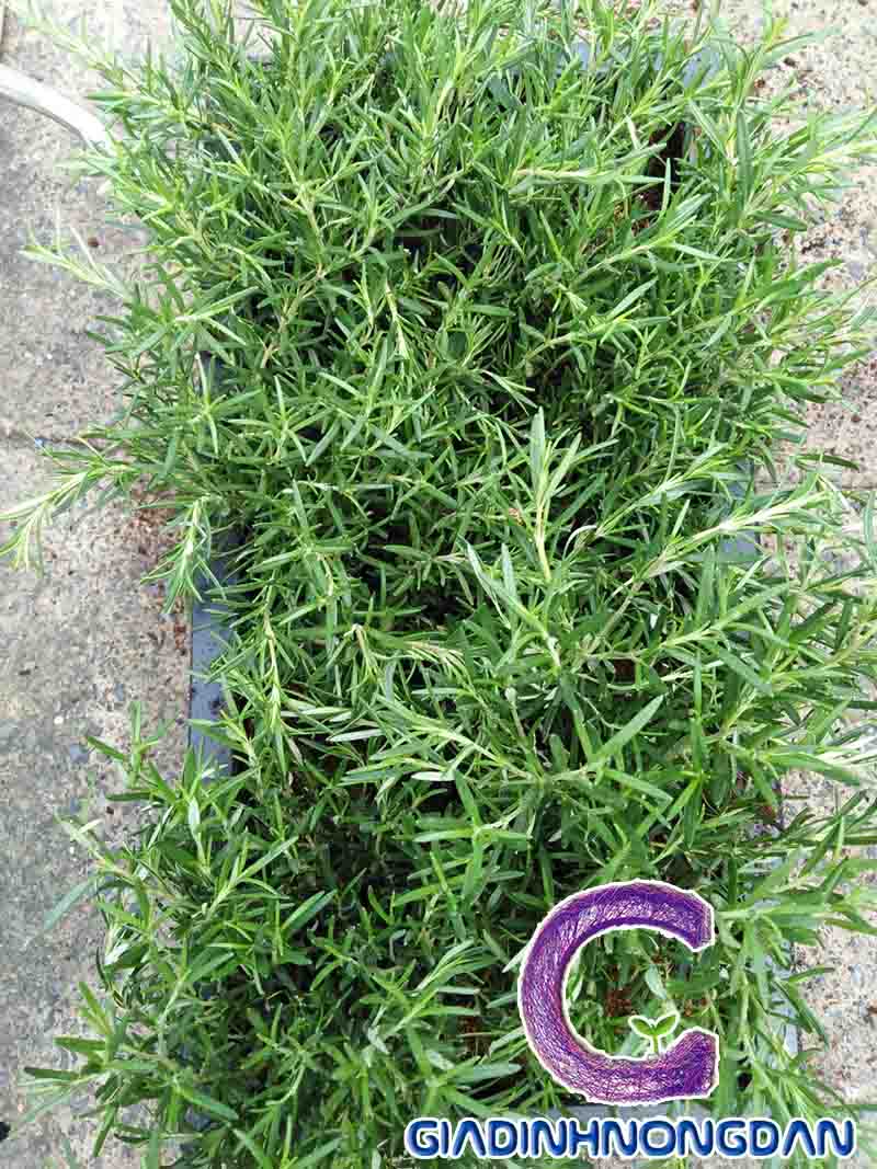 Chậu Cây Hương Thảo Để Bàn