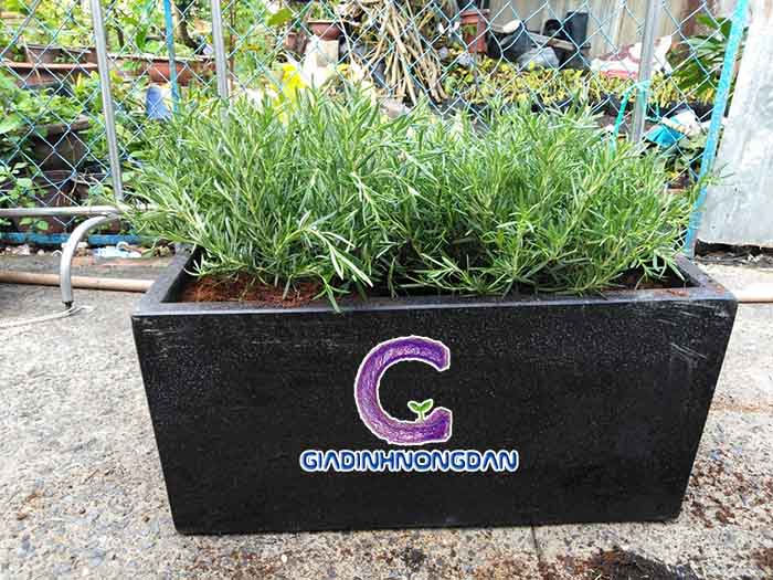 Chậu Cây Hương Thảo Để Bàn