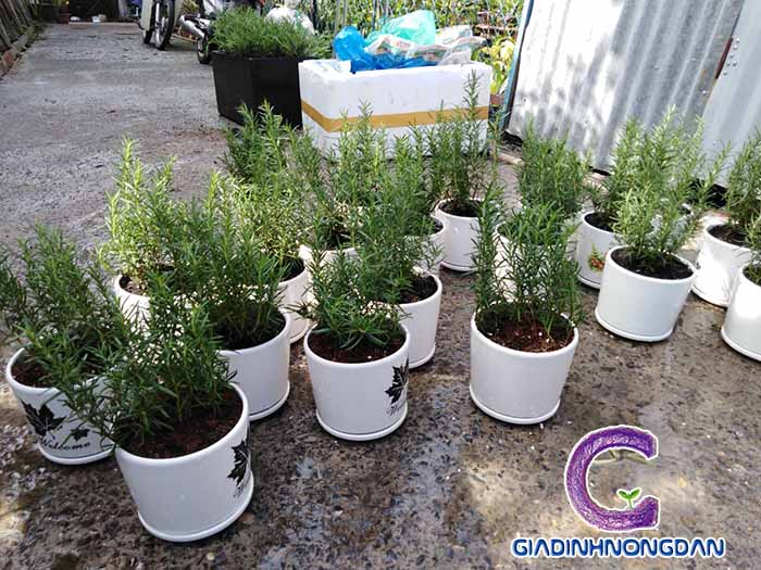 Chậu Cây Hương Thảo Để Bàn