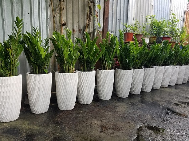 Chậu Sứ Trắng Hình Chữ V Vân Mắt Lưới