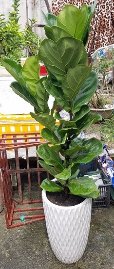 Chậu Sứ Trắng Hình Chữ V Vân Mắt Lưới