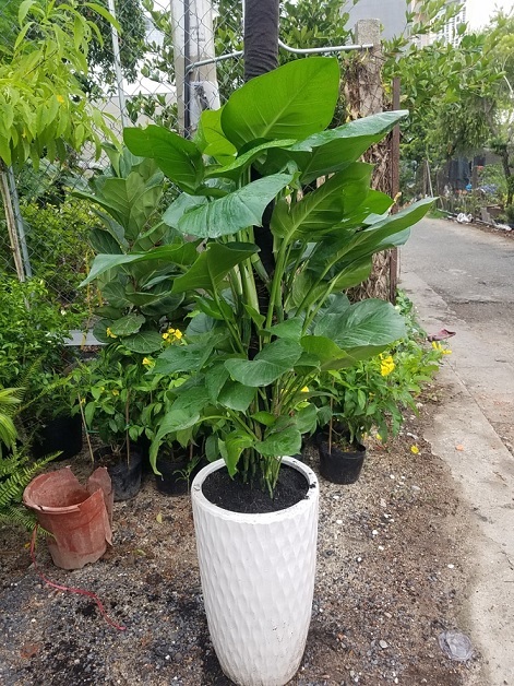 Chậu Sứ Trắng Hình Chữ V Vân Mắt Lưới