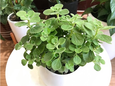 Chậu Cây Nhất Mạt Hương Để Bàn (cây phong thủy người tuổi Hợi) Chậu Cây Nhất Mạt Hương Để Bàn (cây phong thủy người tuổi Hợi)