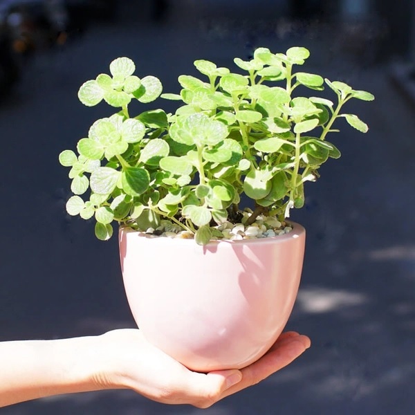Chậu Cây Nhất Mạt Hương Để Bàn (cây phong thủy người tuổi Hợi) Chậu Cây Nhất Mạt Hương Để Bàn (cây phong thủy người tuổi Hợi)