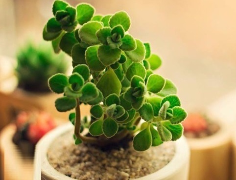 Chậu Cây Nhất Mạt Hương Để Bàn (cây phong thủy người tuổi Hợi) Chậu Cây Nhất Mạt Hương Để Bàn (cây phong thủy người tuổi Hợi)