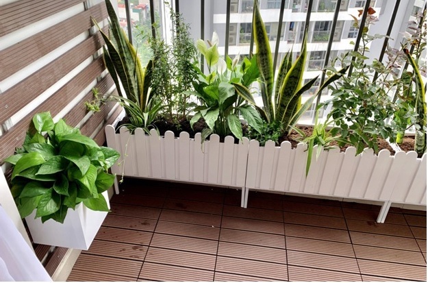 Chậu Nhựa Trồng Cây Hàng Rào Chậu Nhựa Trồng Cây Hàng Rào