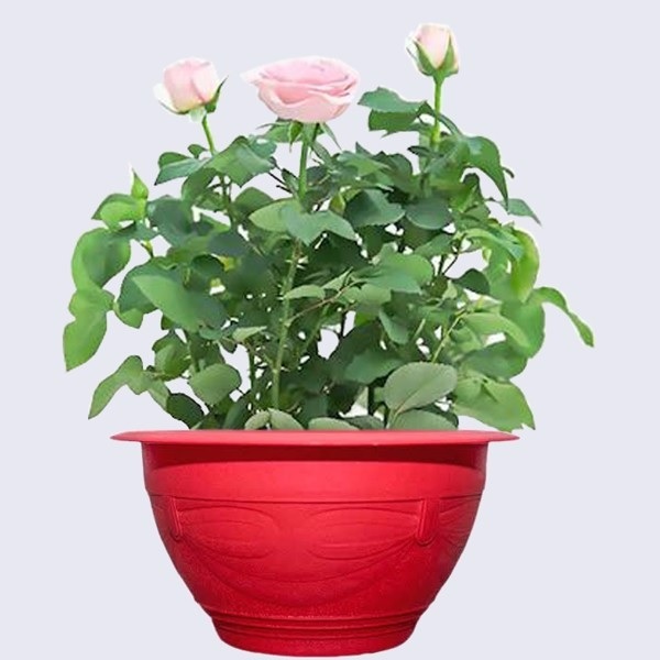 Chậu Nhựa Tròn Trồng Cây (mẫu truyền thống) Chậu Nhựa Tròn Trồng Cây (mẫu truyền thống)