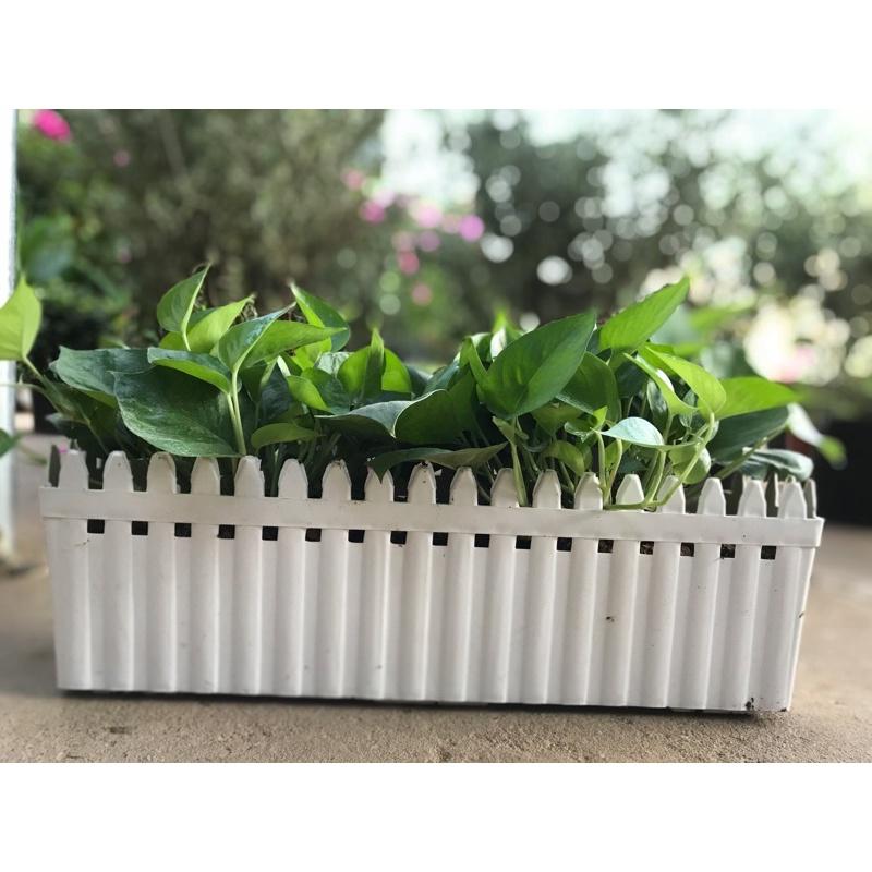 chậu nhựa trồng cây hàng rào chậu nhựa trồng cây hàng rào