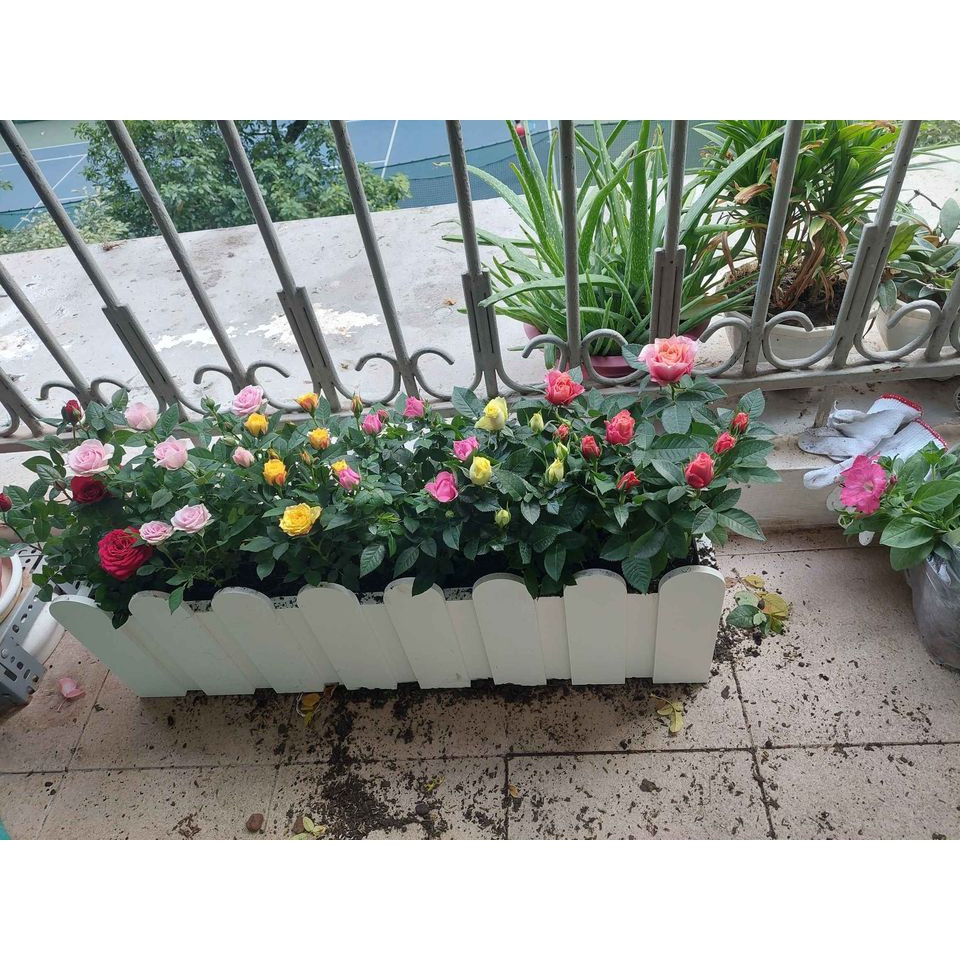 chậu nhựa trồng cây hàng rào chậu nhựa trồng cây hàng rào