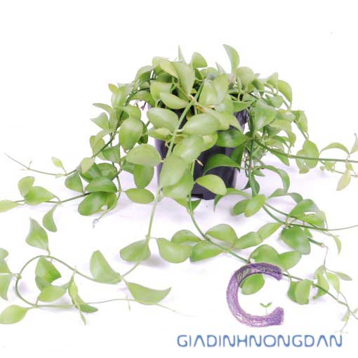 Chậu Treo Cây Lan Hạt Dưa Chậu Treo Cây Lan Hạt Dưa