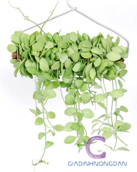 Chậu Treo Cây Lan Hạt Dưa Chậu Treo Cây Lan Hạt Dưa