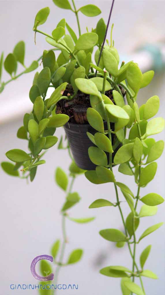 Chậu Treo Cây Lan Hạt Dưa Chậu Treo Cây Lan Hạt Dưa