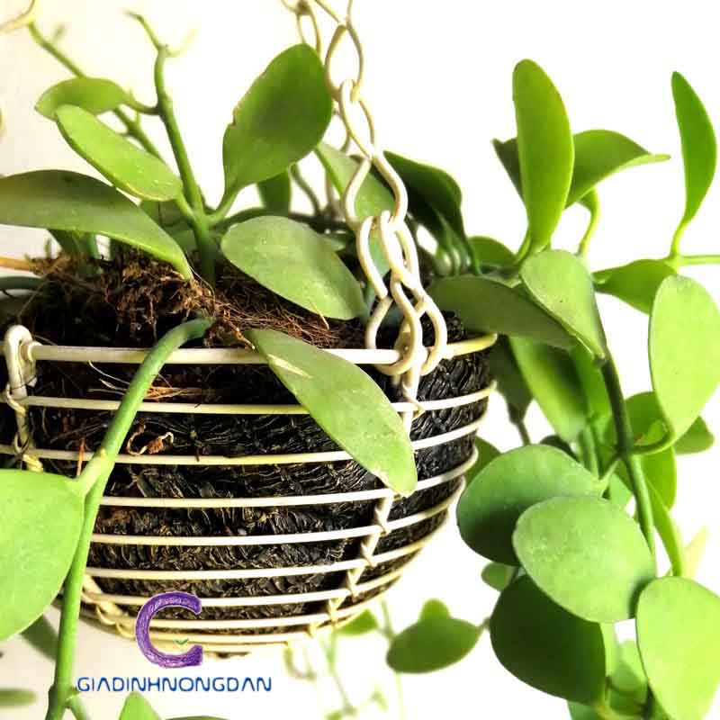 Chậu Treo Cây Lan Hạt Dưa Chậu Treo Cây Lan Hạt Dưa