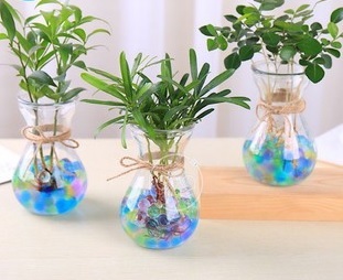 Chậu Tùng La hán Thủy Sinh Chậu Tùng La hán Thủy Sinh