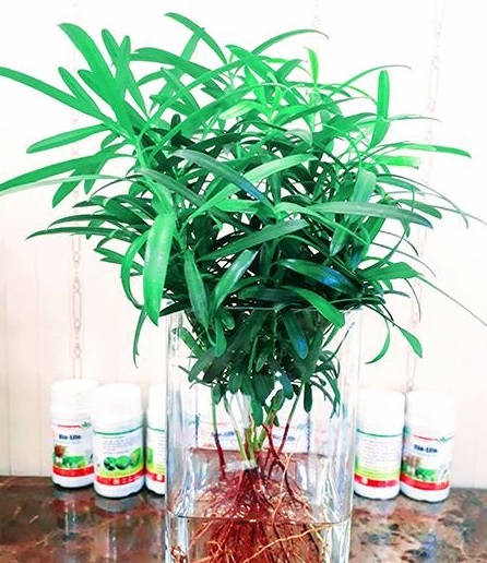 Chậu Tùng La hán Thủy Sinh Chậu Tùng La hán Thủy Sinh