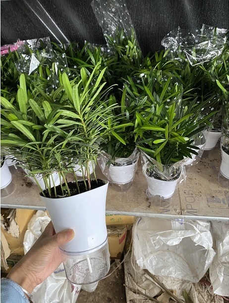 Chậu Tùng La hán Thủy Sinh Chậu Tùng La hán Thủy Sinh