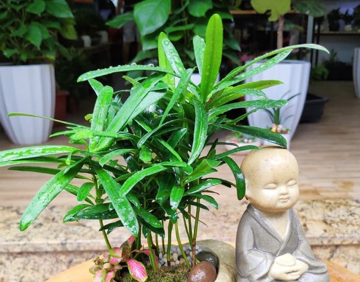 Chậu Tùng La hán Thủy Sinh Chậu Tùng La hán Thủy Sinh