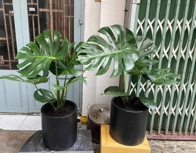 Chậu Xi Măng Đá Mài Hình Trụ Tròn (30cm) Chậu Xi Măng Đá Mài Hình Trụ Tròn (30cm)