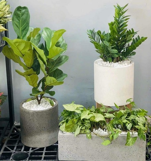 Chậu Xi Măng Đá Mài Hình Trụ Tròn (30cm) Chậu Xi Măng Đá Mài Hình Trụ Tròn (30cm)