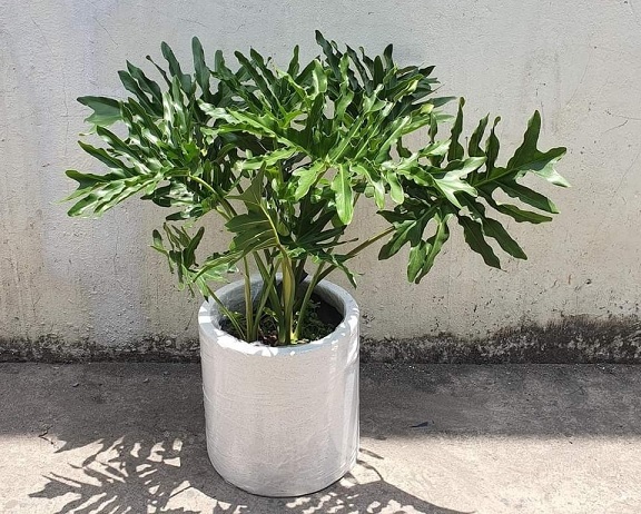 Chậu Xi Măng Đá Mài Hình Trụ Tròn (30cm) Chậu Xi Măng Đá Mài Hình Trụ Tròn (30cm)