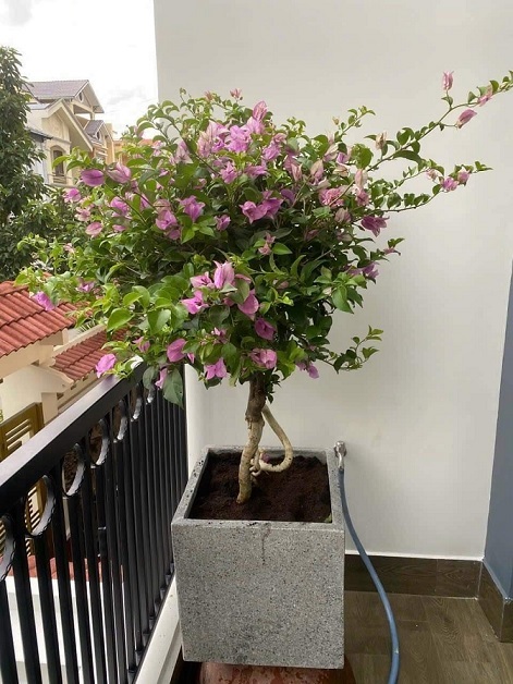 Chậu Xi Măng Đá Mài Trồng Cây Hình Vuông 40cm Chậu Xi Măng Đá Mài Trồng Cây Hình Vuông 40cm