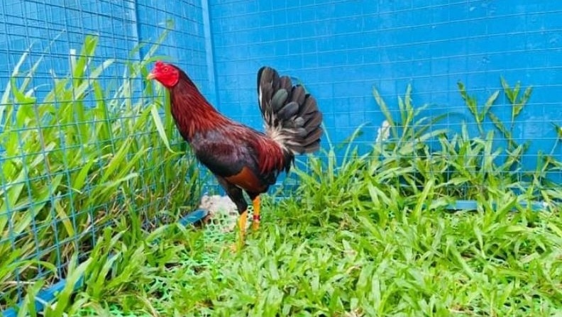Cỏ lá tre cho gà ăn