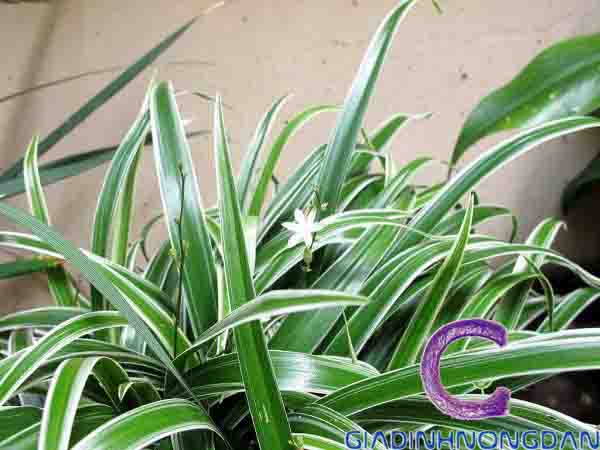 Cỏ Lan Chi Cỏ Lan Chi