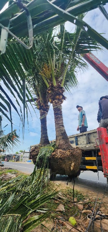 lợi ích cây dừa lợi ích cây dừa
