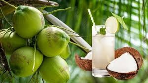 lợi ích cây dừa lợi ích cây dừa