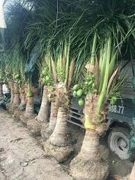 lợi ích cây dừa lợi ích cây dừa