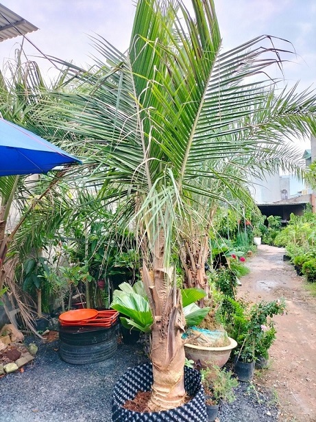 lợi ích cây dừa lợi ích cây dừa