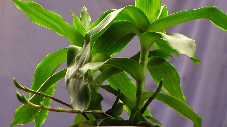 cây lược vàng chữa bệnh