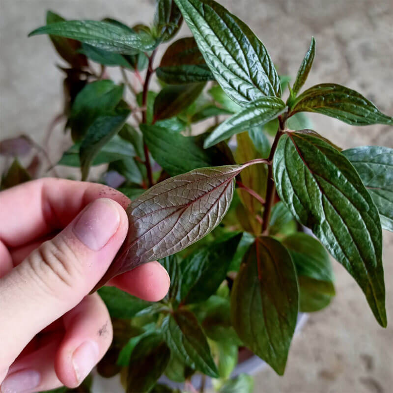 Công dụng của cây thuốc dòi tím