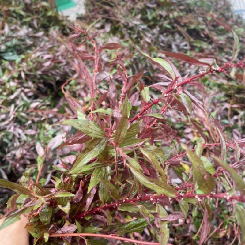Công dụng của cây thuốc dòi tím