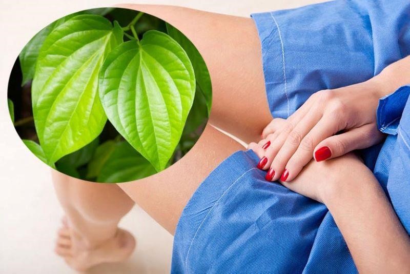 Công Dụng Lá Trầu Không