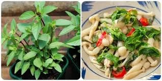 công dụng rau húng quế công dụng rau húng quế