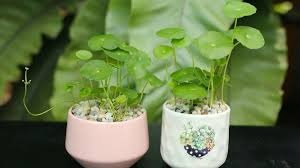 Cây Rau Má – Vị Thuốc Mát Gan, Giải Nhiệt Từ Thiên Nhiên Cây Rau Má – Vị Thuốc Mát Gan, Giải Nhiệt Từ Thiên Nhiên